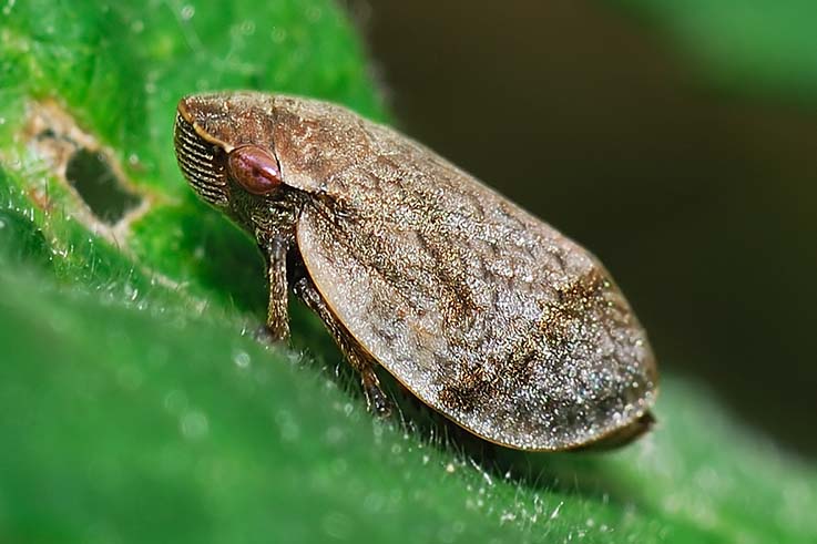 Cicadellidae e  Lepyronia coleoptrata